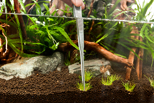 zakładanie i serwis akwari&oacute;w roślinnych Warszawa