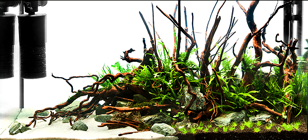 zakładanie i serwis akwari&oacute;w roślinnych warszawa