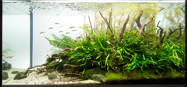 zakładanie i serwis akwari&oacute;w roślinnych warszawa