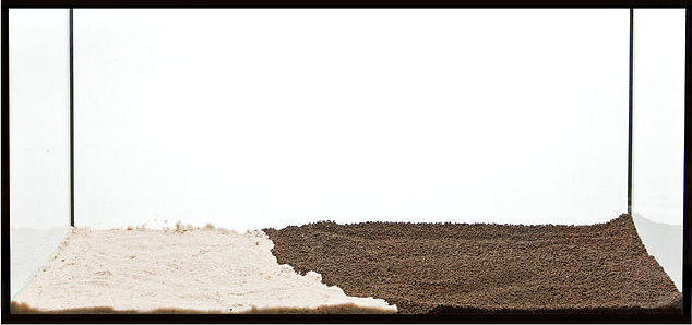 zakładanie i serwis akwari&oacute;w roślinnych