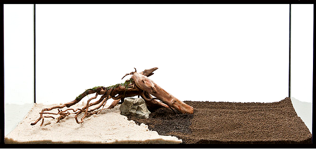 zakładanie i serwis akwari&oacute;w roślinnych