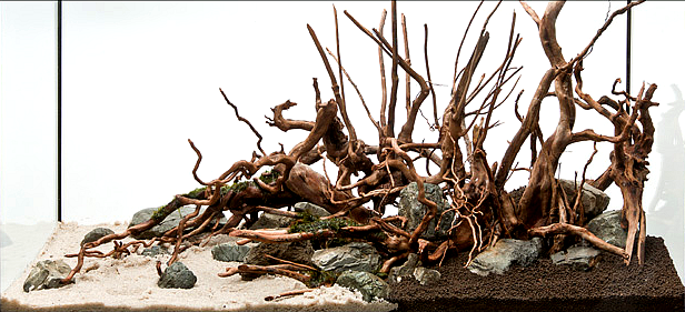 zakładanie i serwis akwari&oacute;w roślinnych Warszawa