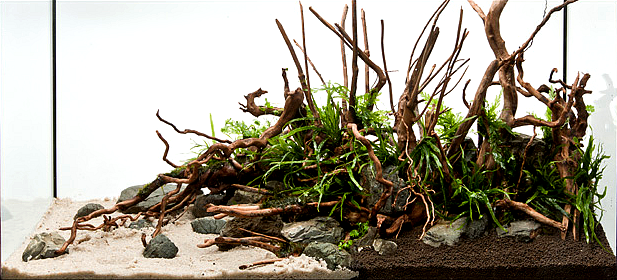 zakładanie i serwis akwari&oacute;w roślinnych warszawa