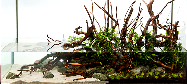 zakładanie i serwis akwari&oacute;w roślinnych Warszawa