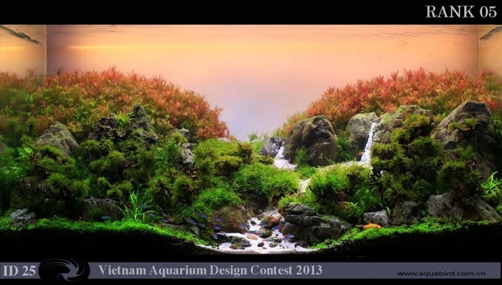 vietnam aquascape contest rank 5