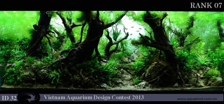 vietnam aquascape contest rank 7