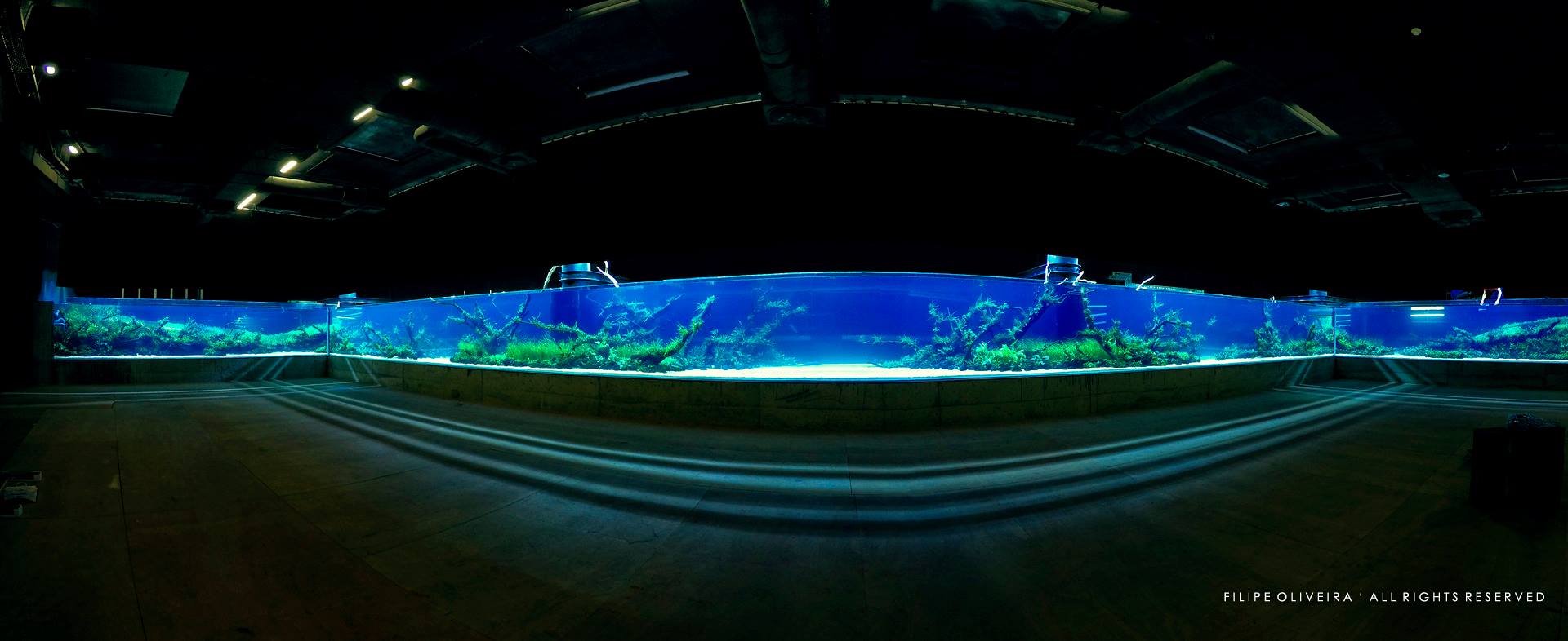 akwarium dekoracyjne oceanarium Lizbona największe akwarium roślinne  1